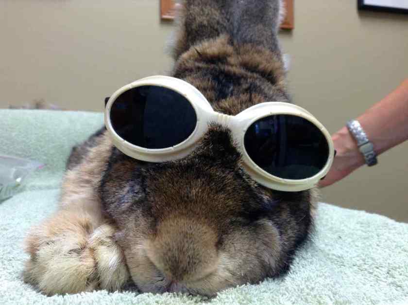 Our pet rabbit wearing polarized lens goggles. We're giving him treatment with a laser that we're not sure really does anything but he does seem to like the attention.